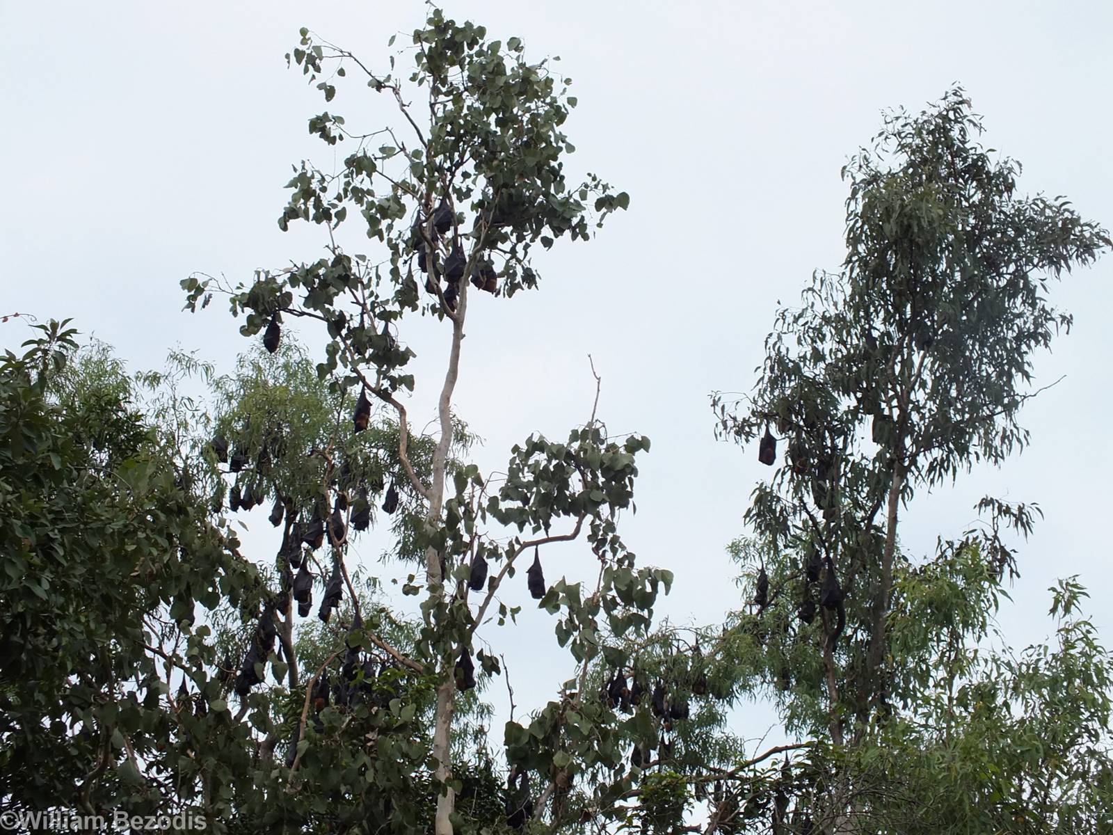 Part of Flying Fox Colony