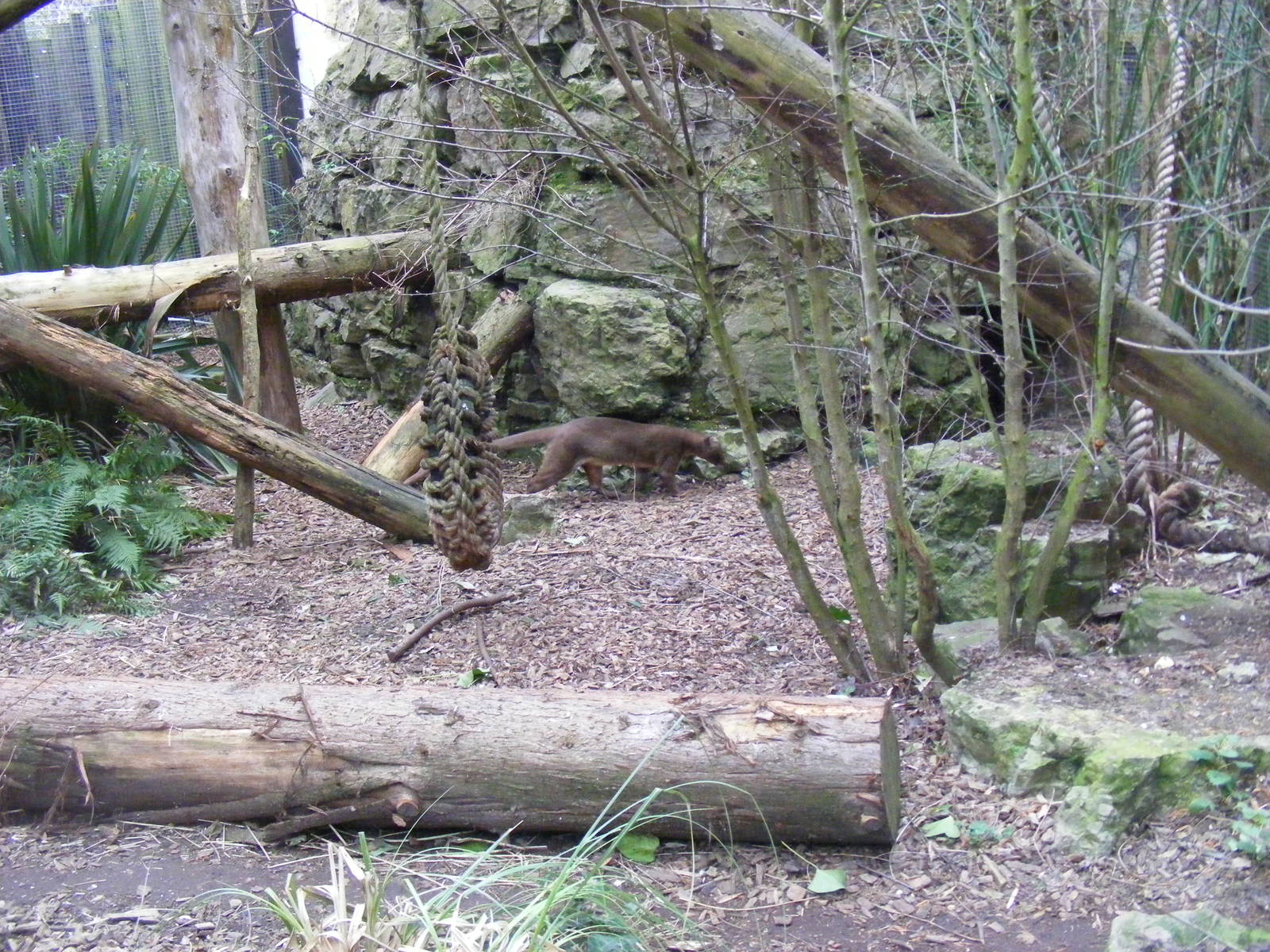 Part of fossa enclosure at Chessington Zoo, 6 February 2011