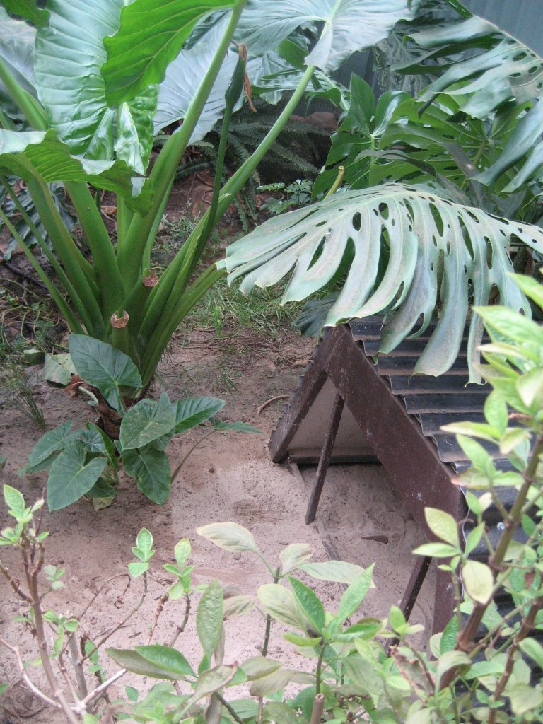 Part of Freshwater Crocodile Enclosure