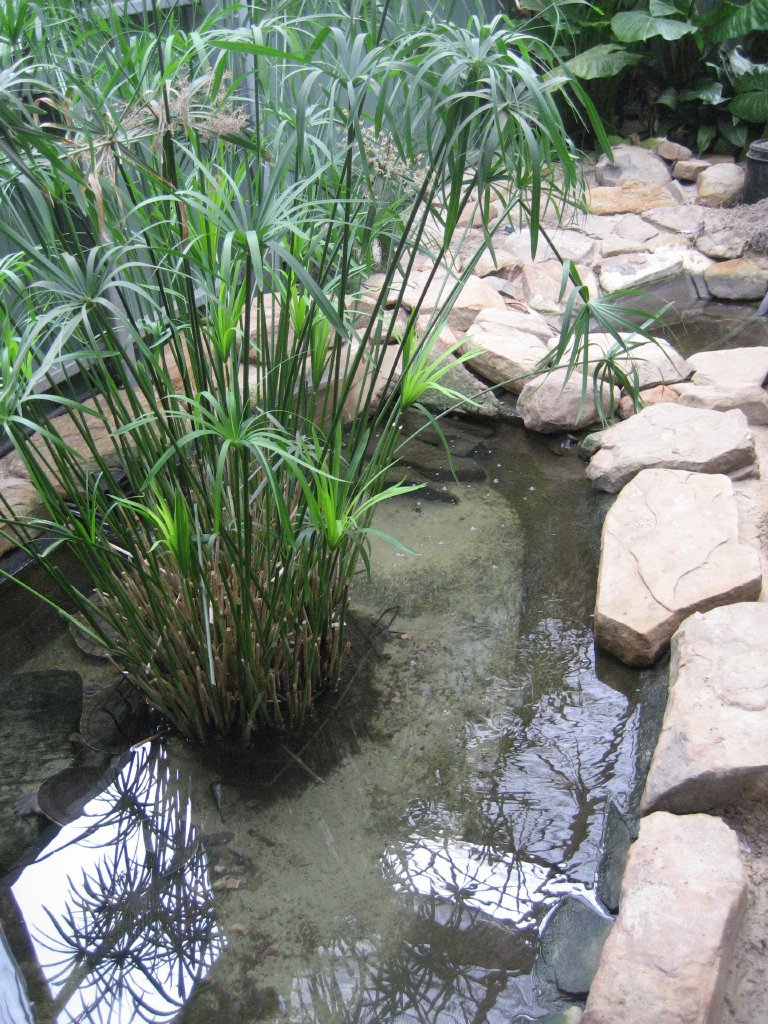 Part of Freshwater Crocodile Enclosure