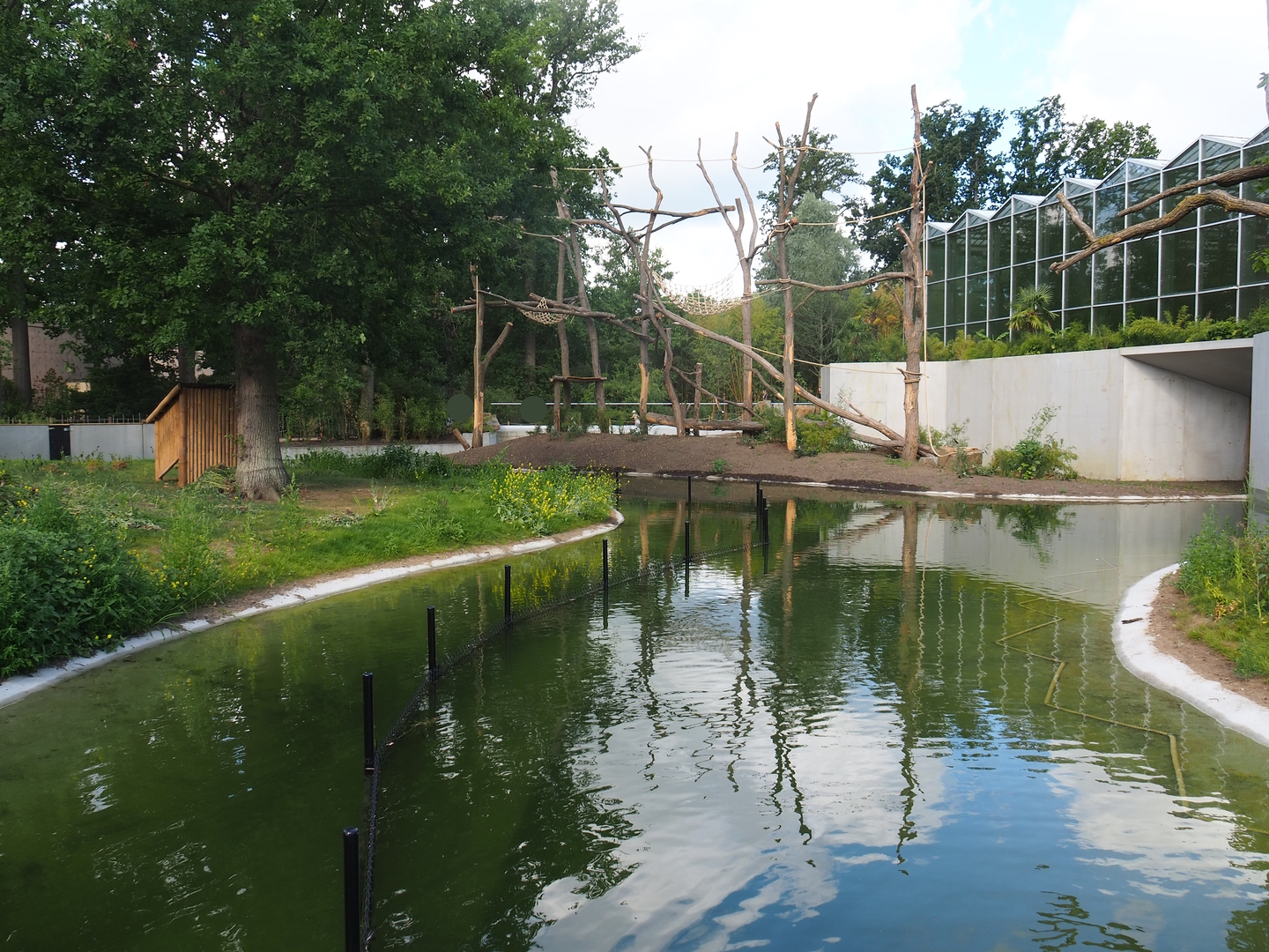 Part of future red panda exhibit (currently only housing Reeves's muntjacs) and orangutan family group/gibbon island, 2022-07-16