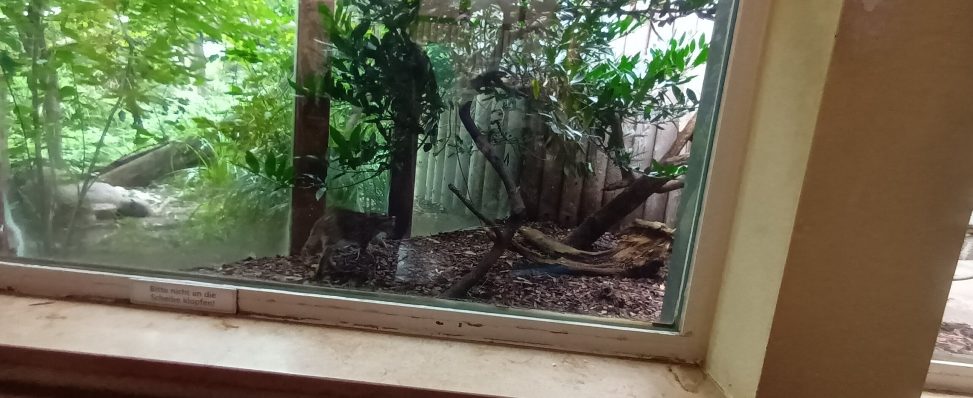 part of Geoffroys Cat Enclosure