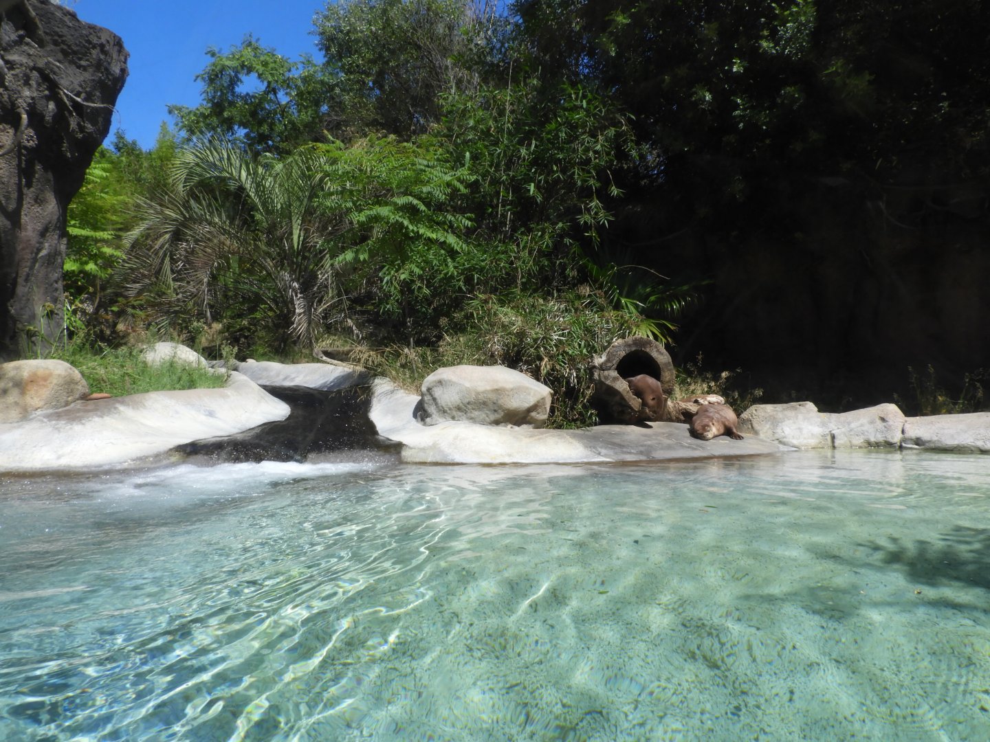 Part of giant otter enclosure