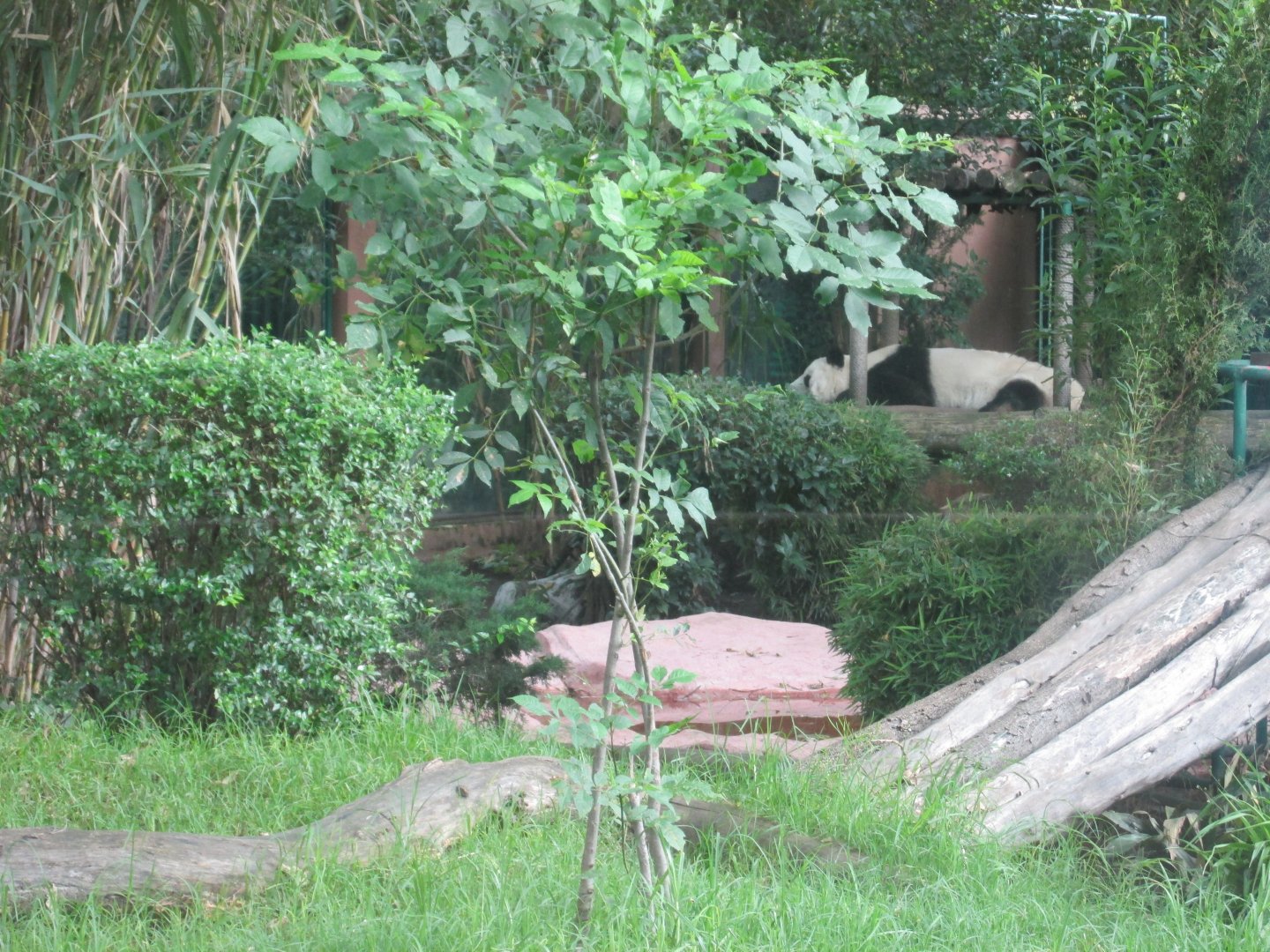 part of giant panda exhibit