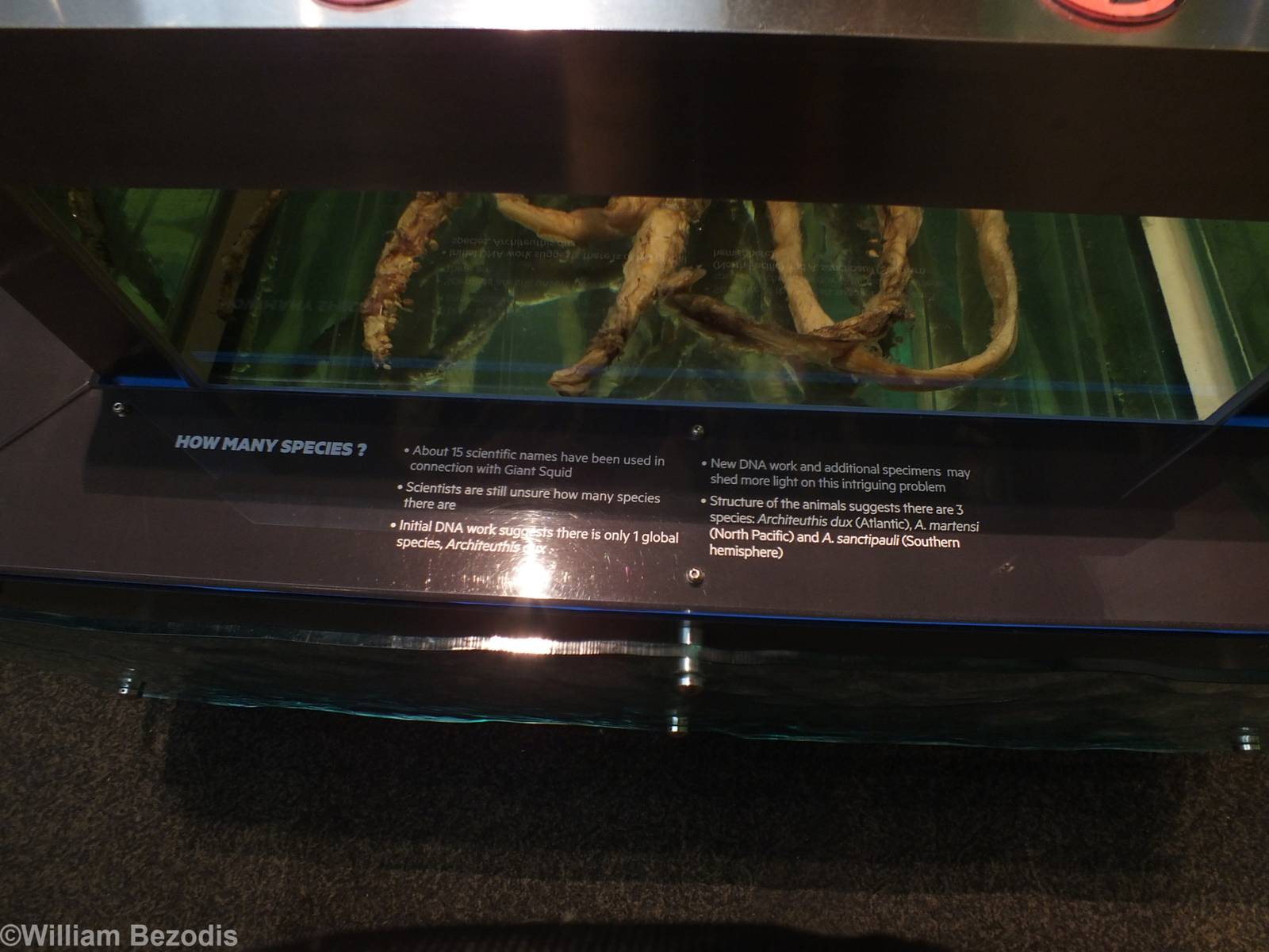 Part of Giant Squid Signage - Queensland Museum