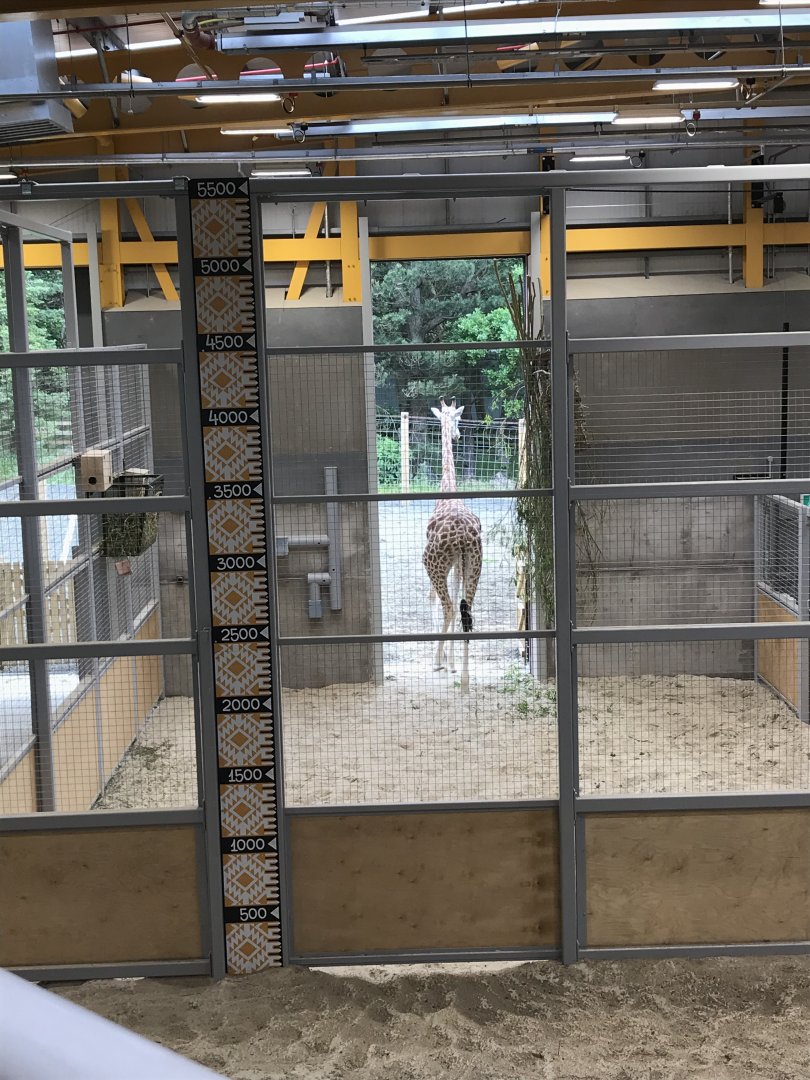 Part of giraffe indoors