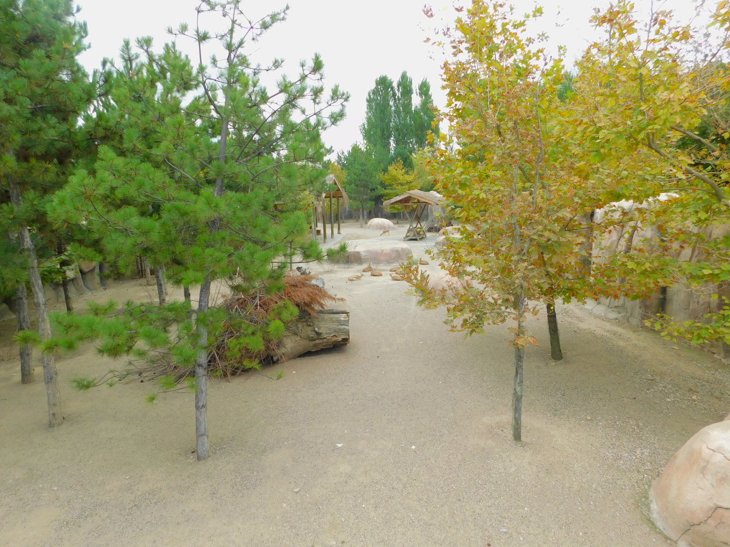 Part of Goitered Gazelle Enclosure