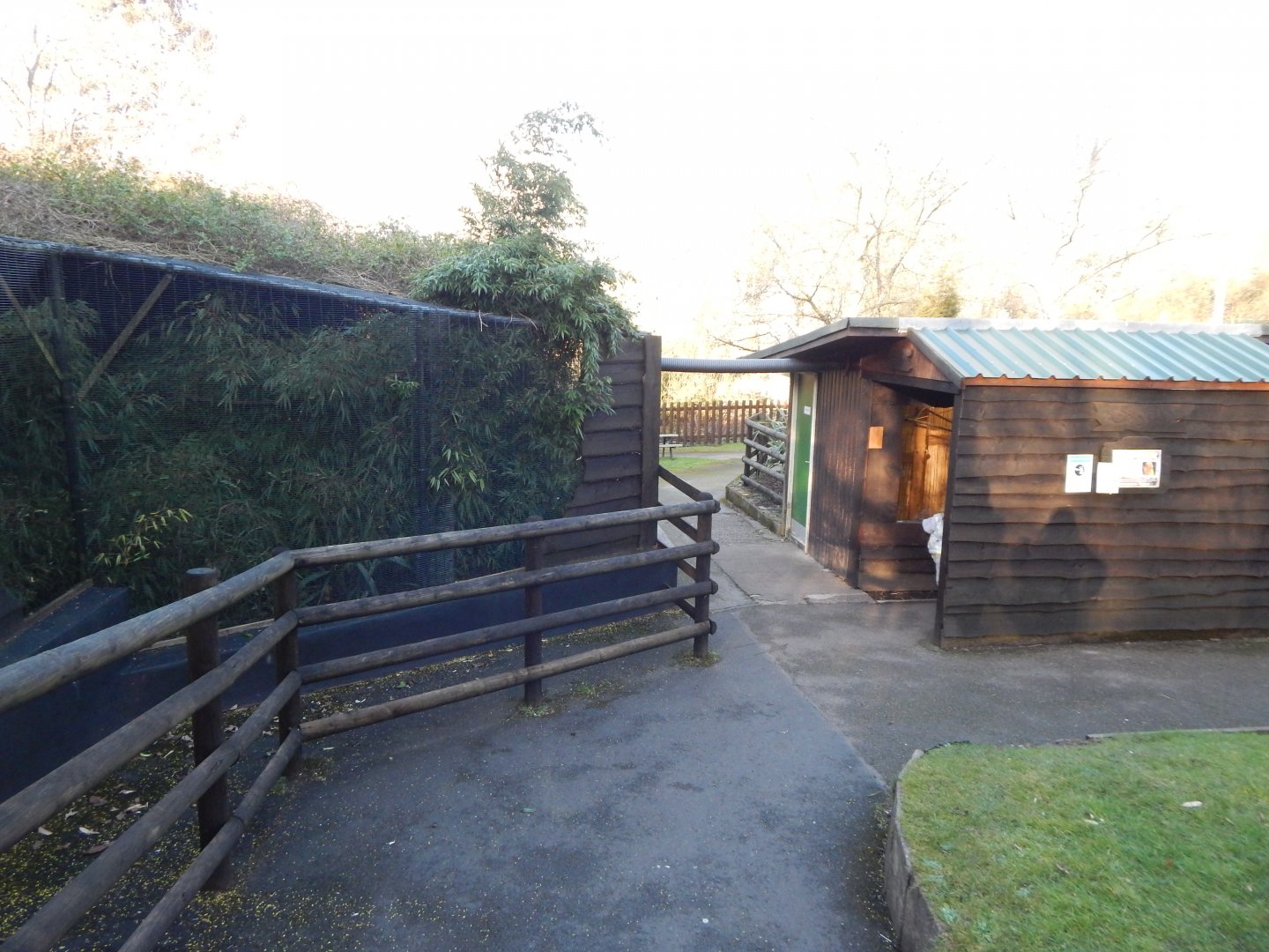 Part of Golden lion tamarin/Pygmy marmoset 260124