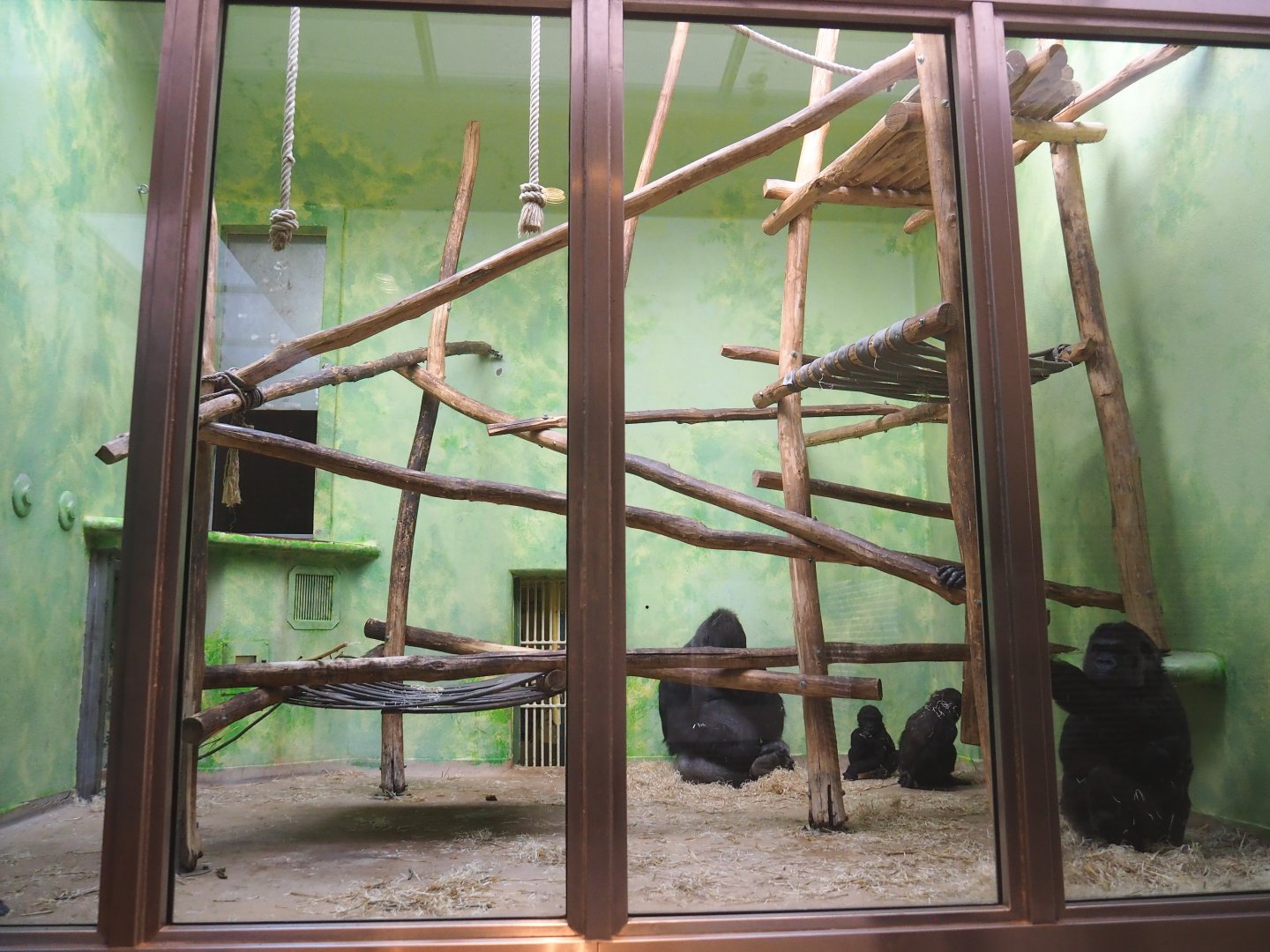 Part of gorilla indoor housing - One of two "bedroom" exhibits, 2022-05-26