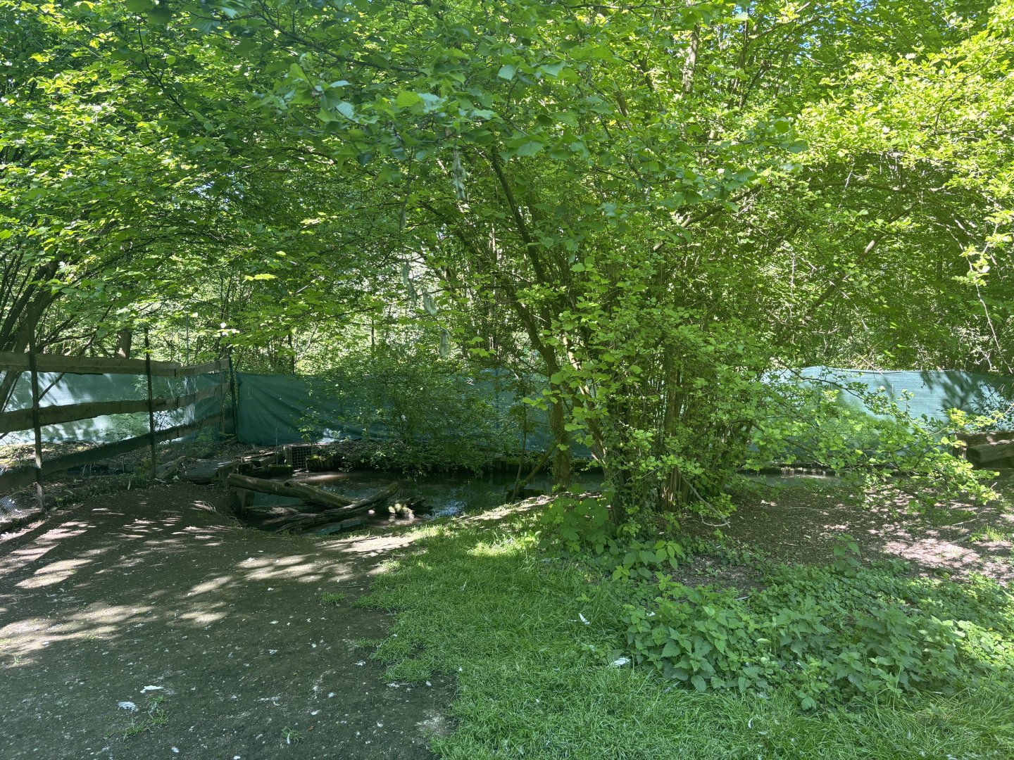 Part of Great White Pelican Enclosure