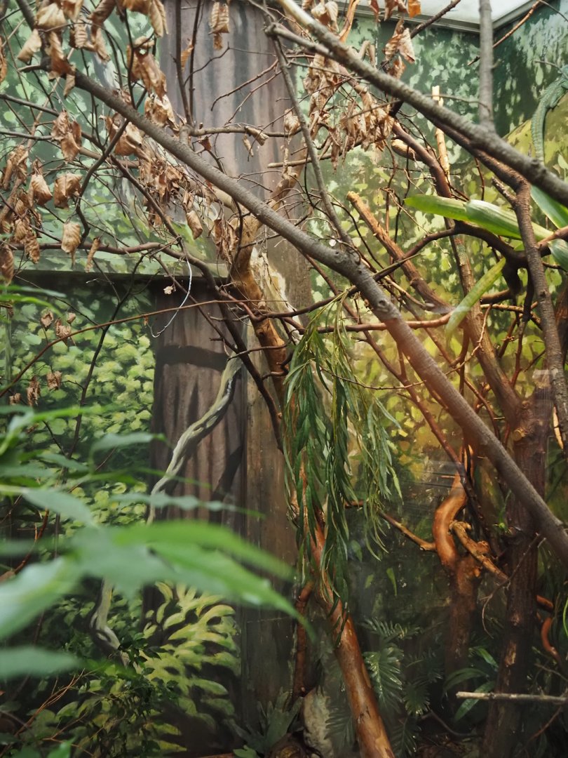 Part of Green basilisk and Mountain chicken frog terrarium, 2024-06-30