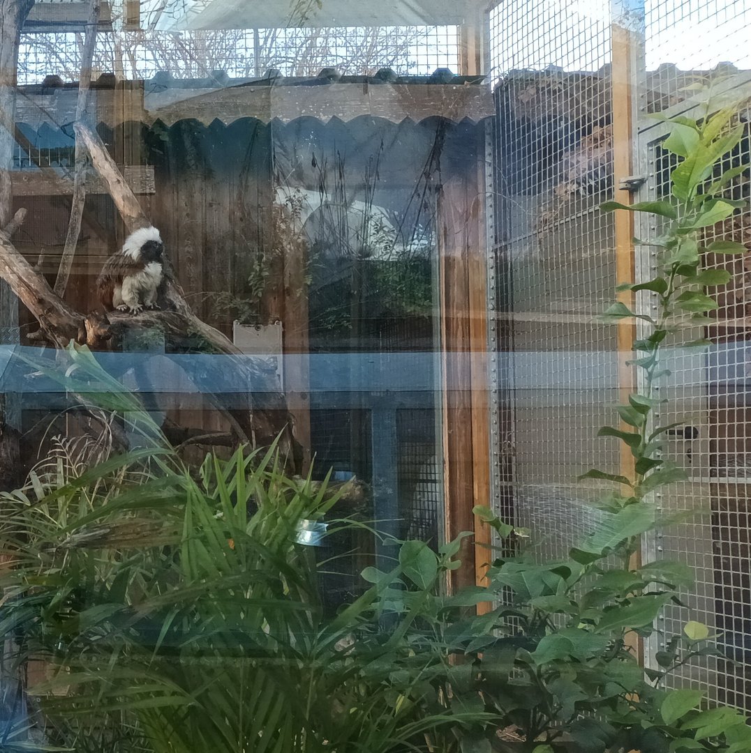 Part of Green Iguana, Cotton top Tamarin and Three banded Armadillo Enclosure