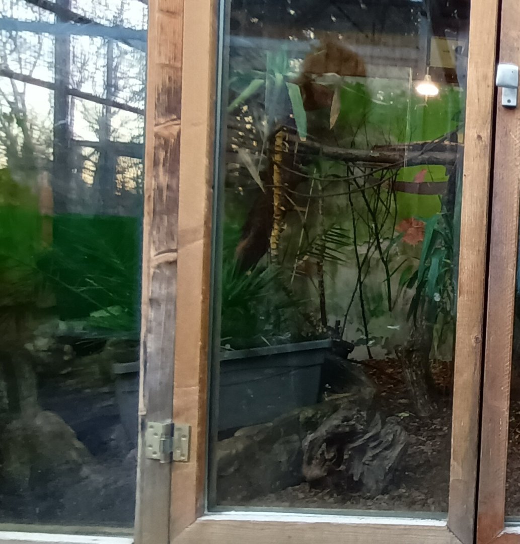 Part of Green Iguana, Crested Partridge, Common Marmosett and Golden headed Lion Tamarin Enclosure