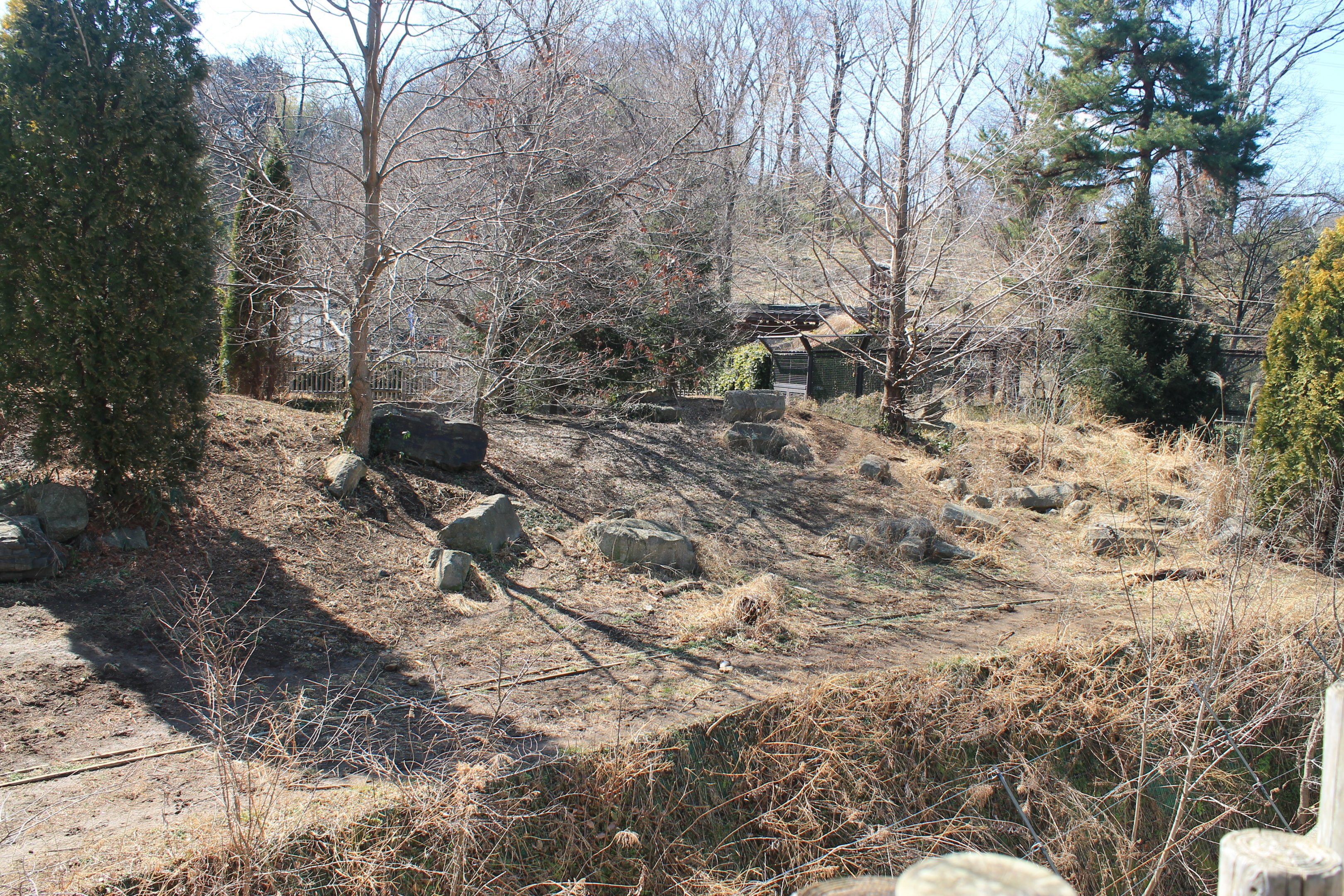 Part of Grey Wolf enclosure