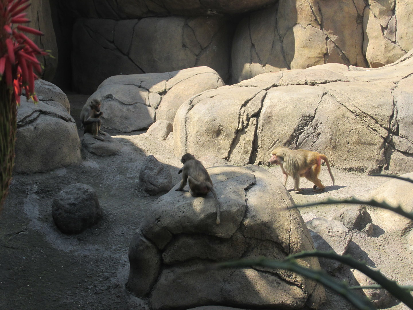 part of hamadryas baboon exhibit