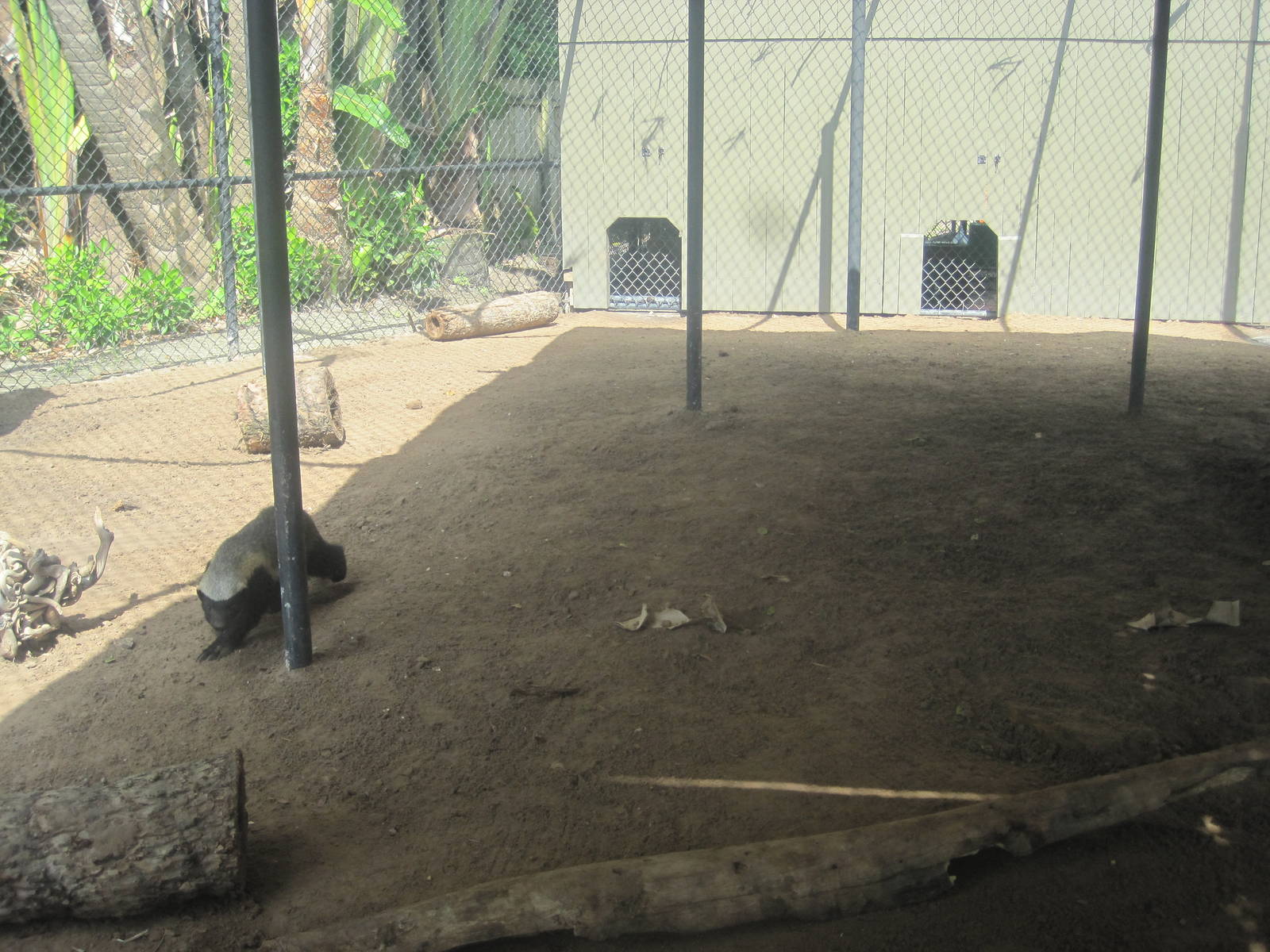 Part of Honey Badger Exhibit