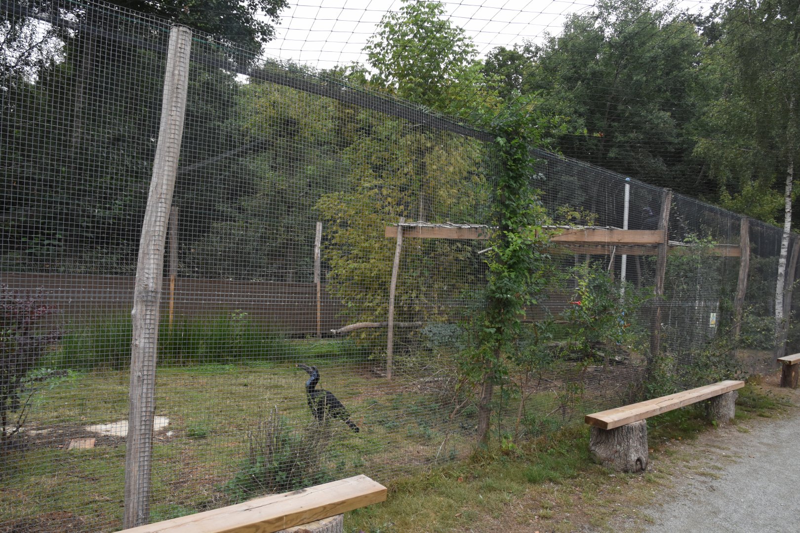 part of Hornbill aviary