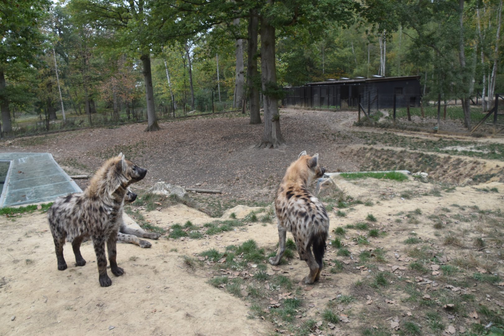 Part of Hyena exhibit at Thoiry