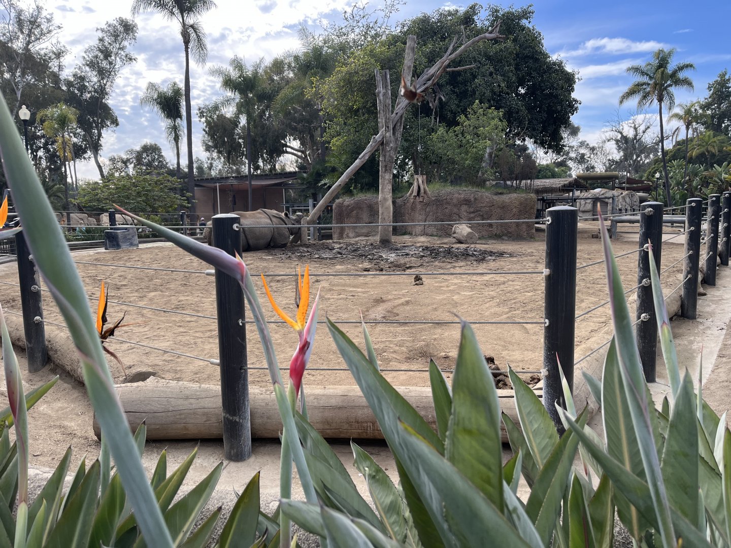 Part of Indian rhino exhibit