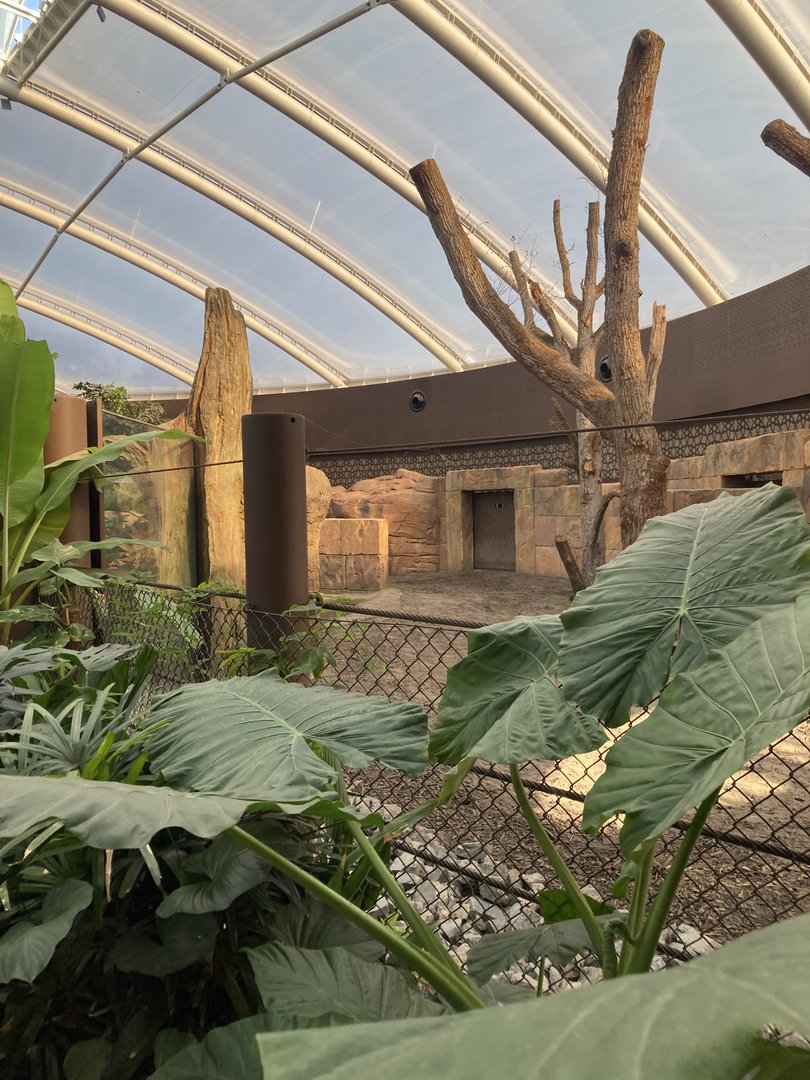 Part of Indian rhino indoors