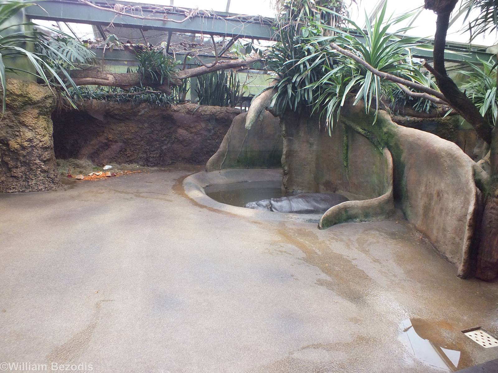 Part of Indoor Area for Pygmy Hippos