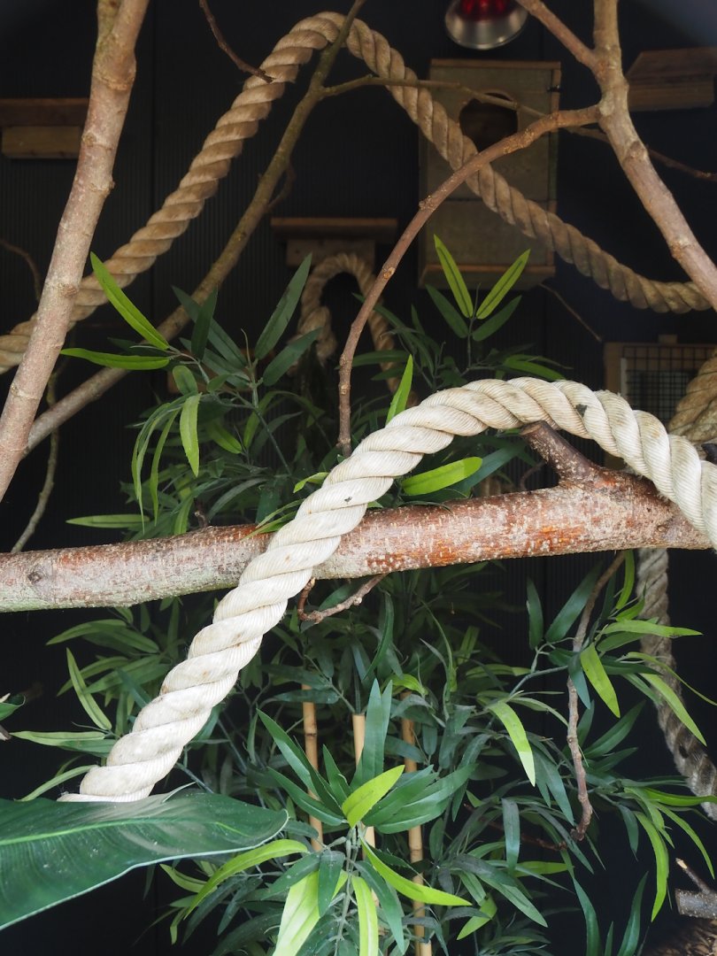 Part of indoor exhibit for Cotton-top tamarins, 2024-05-11