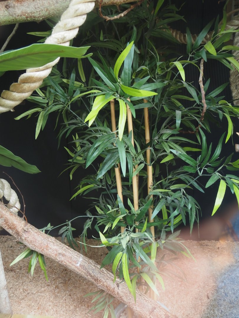 Part of indoor exhibit for Cotton-top tamarins, 2024-05-11