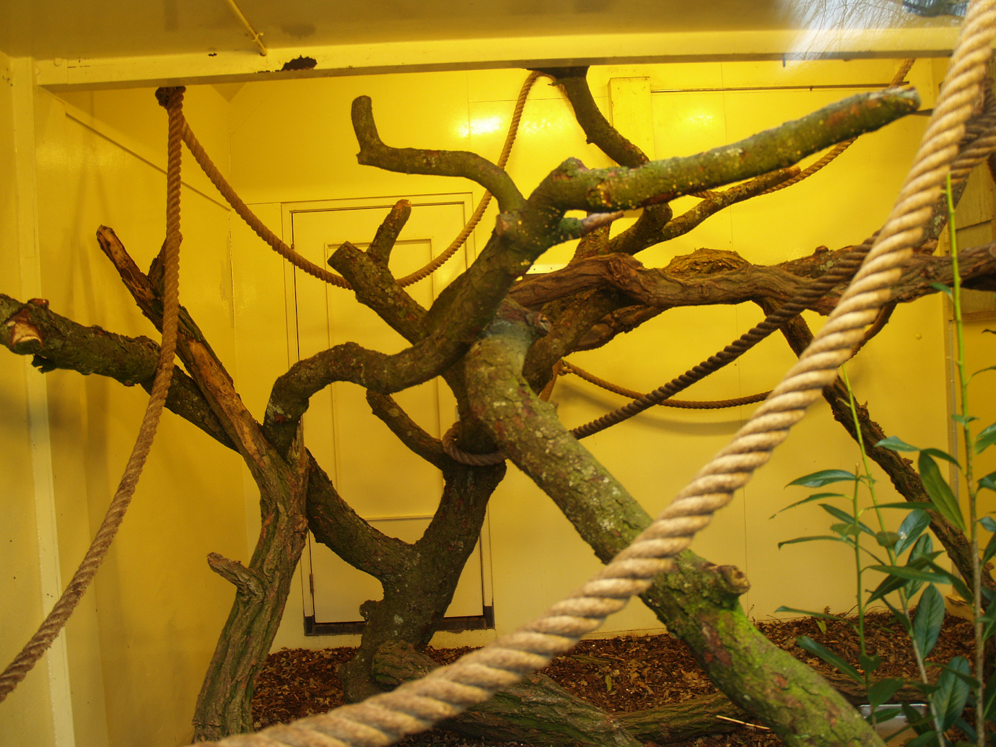 Part of indoor housing for Bolivian squirrel monkeys, 2008-03-01