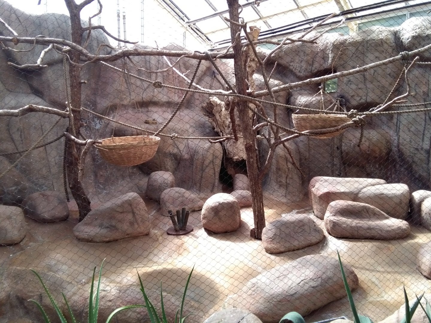 Part of indoor lemur exhibit