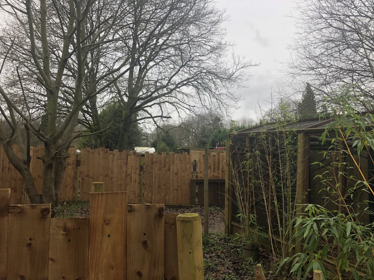 Part of Kinkajou enclosure 03/01/22