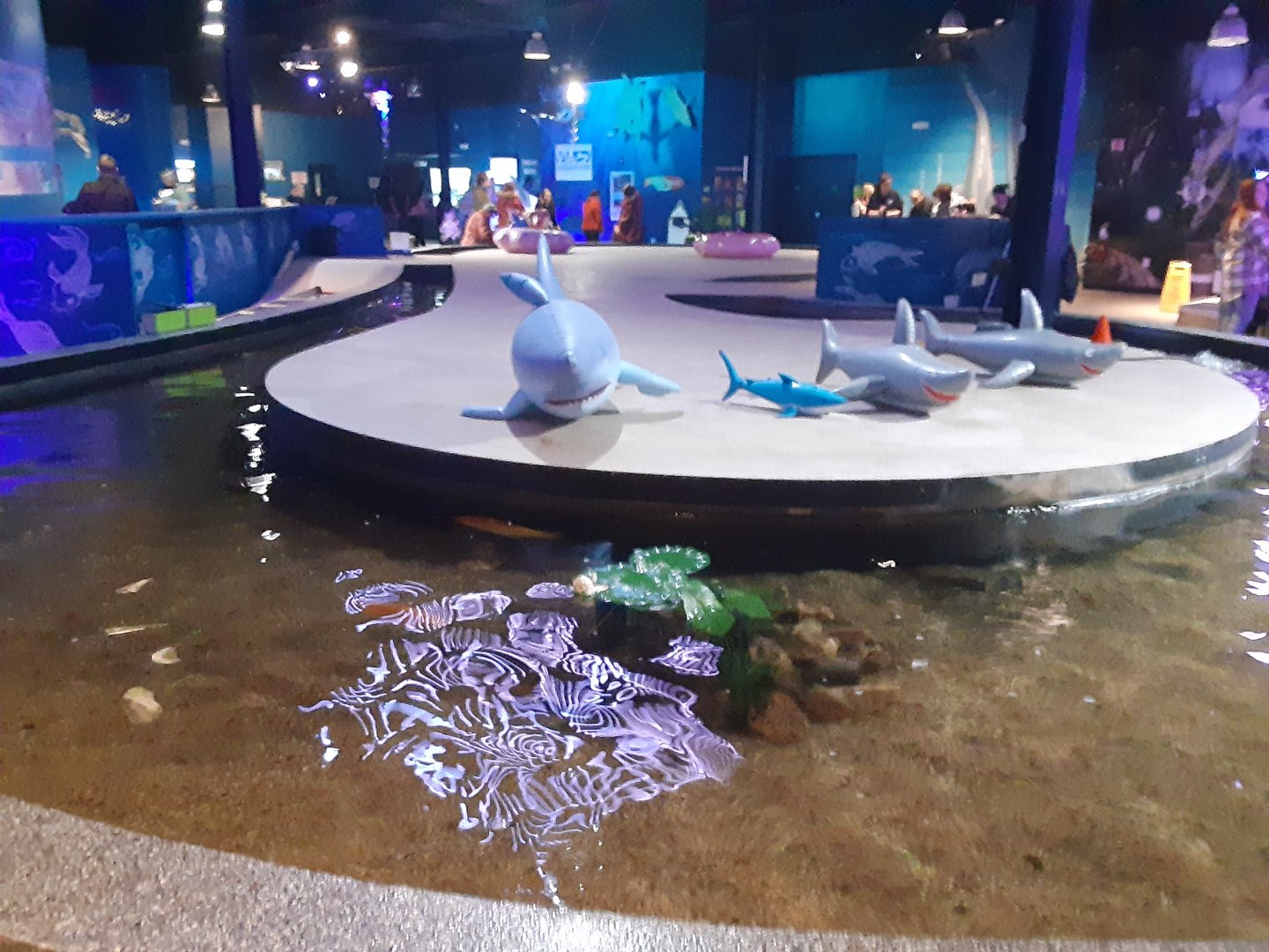 Part of Koi Touch Tank River