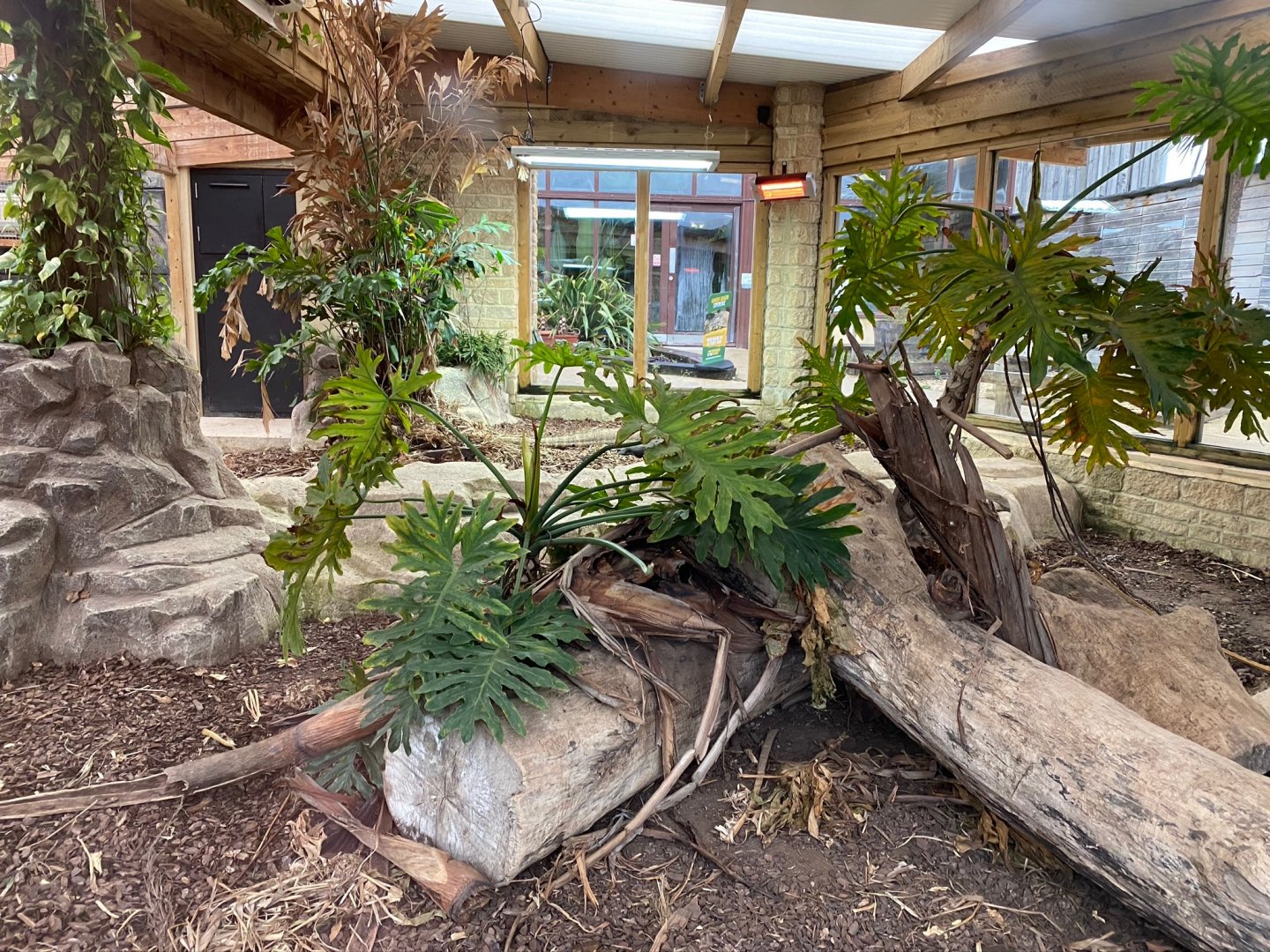 Part of Komodo dragon indoors 231119