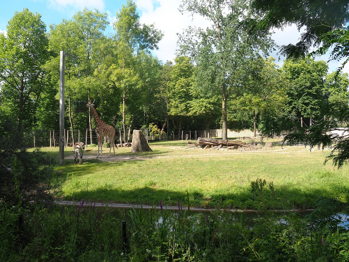 Part of Kordofan giraffe, Mhorr gazelle, Hartmann's mountain zebra and Helmeted guineafowl savanna exhibit, 2022-07-16