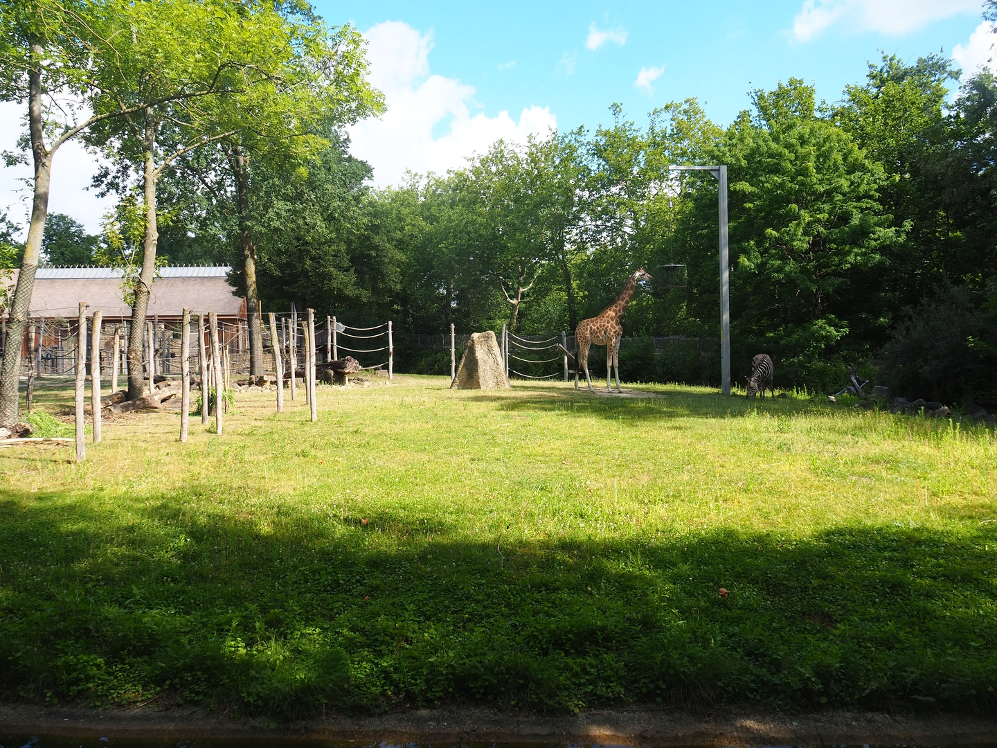 Part of Kordofan giraffe, Mhorr gazelle, Hartmann's mountain zebra and Helmeted guineafowl savanna exhibit, 2022-07-16