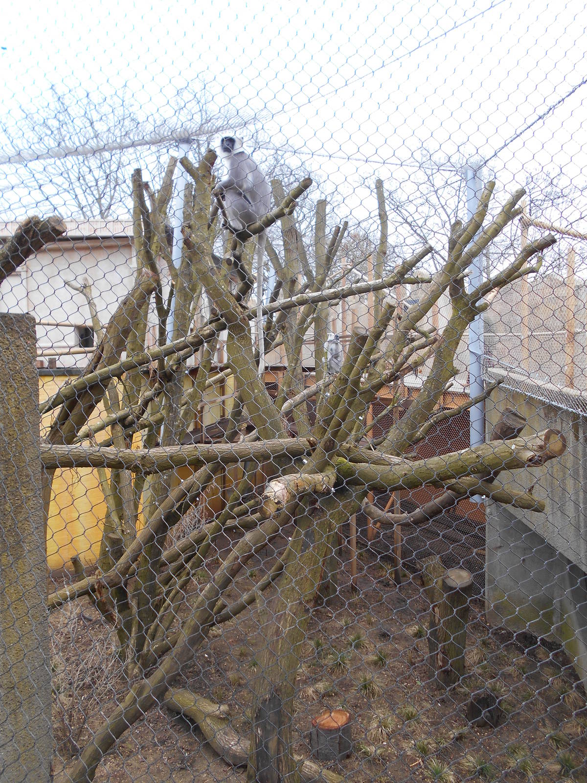 Part of Langur enclosure - Land of the Lions