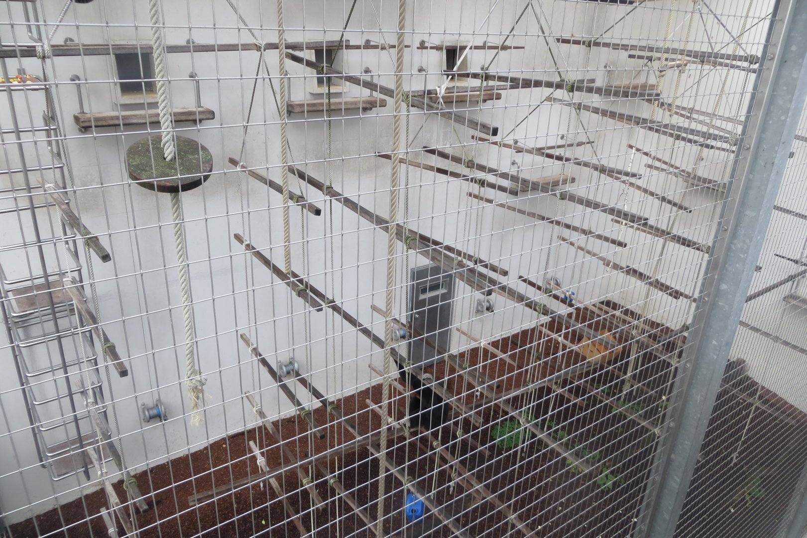 Part of Lar gibbon enclosure 031218