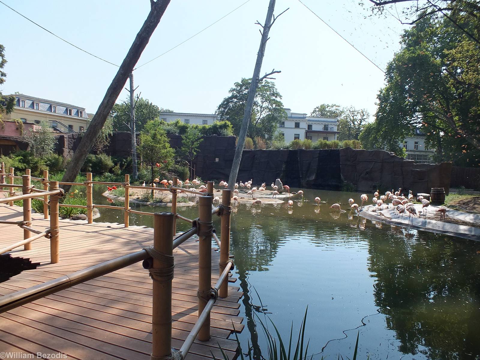 Part of Large Flamingo Aviary