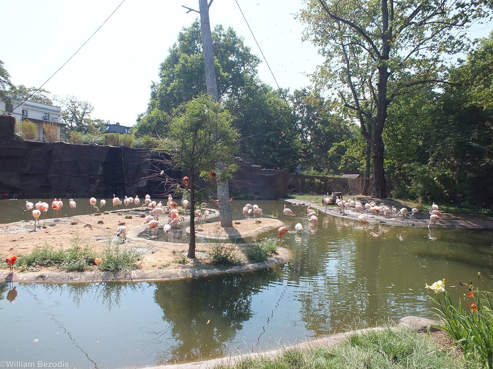 Part of Large Flamingo Aviary