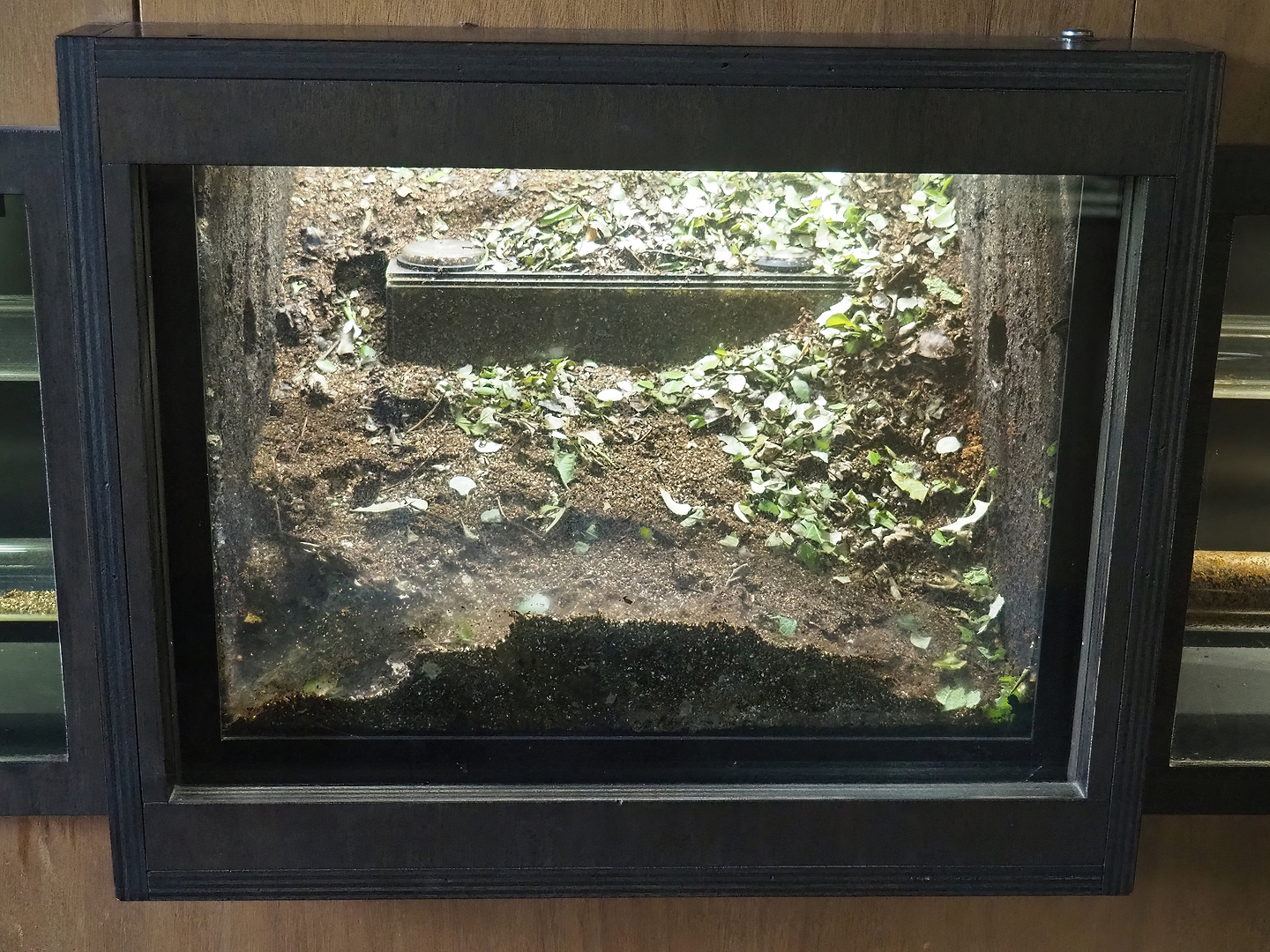 Part of leafcutter ant colony terrarium, 2022-08-20