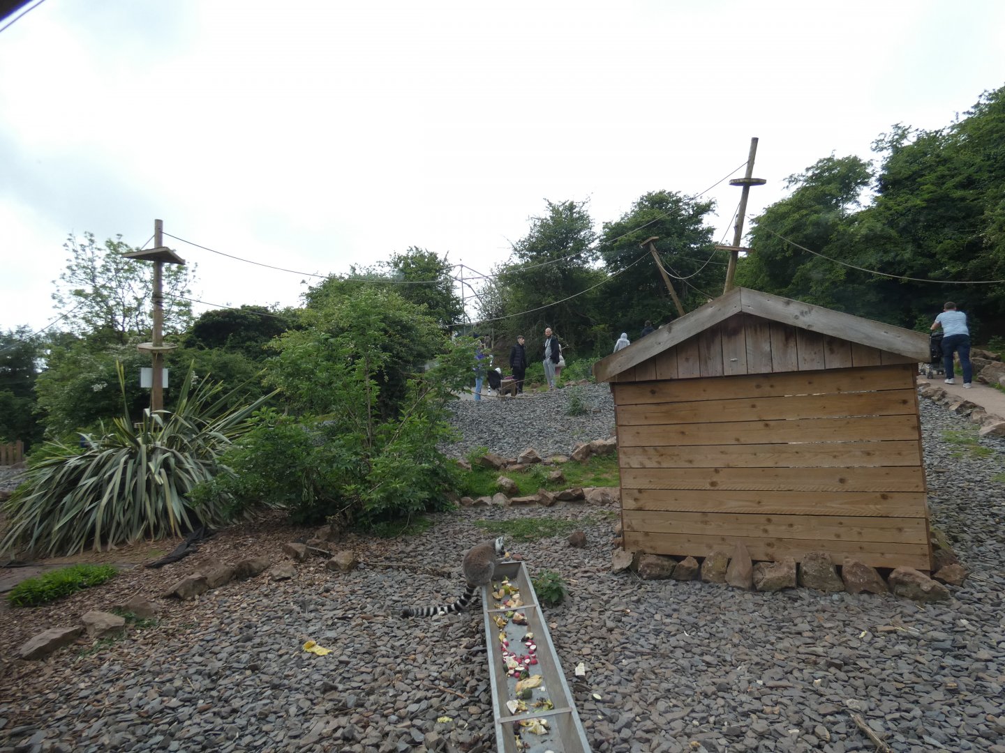 Part of lemur walk-through