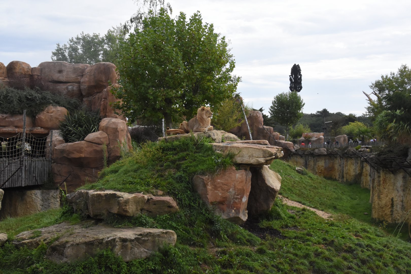 part of Lion enclosure