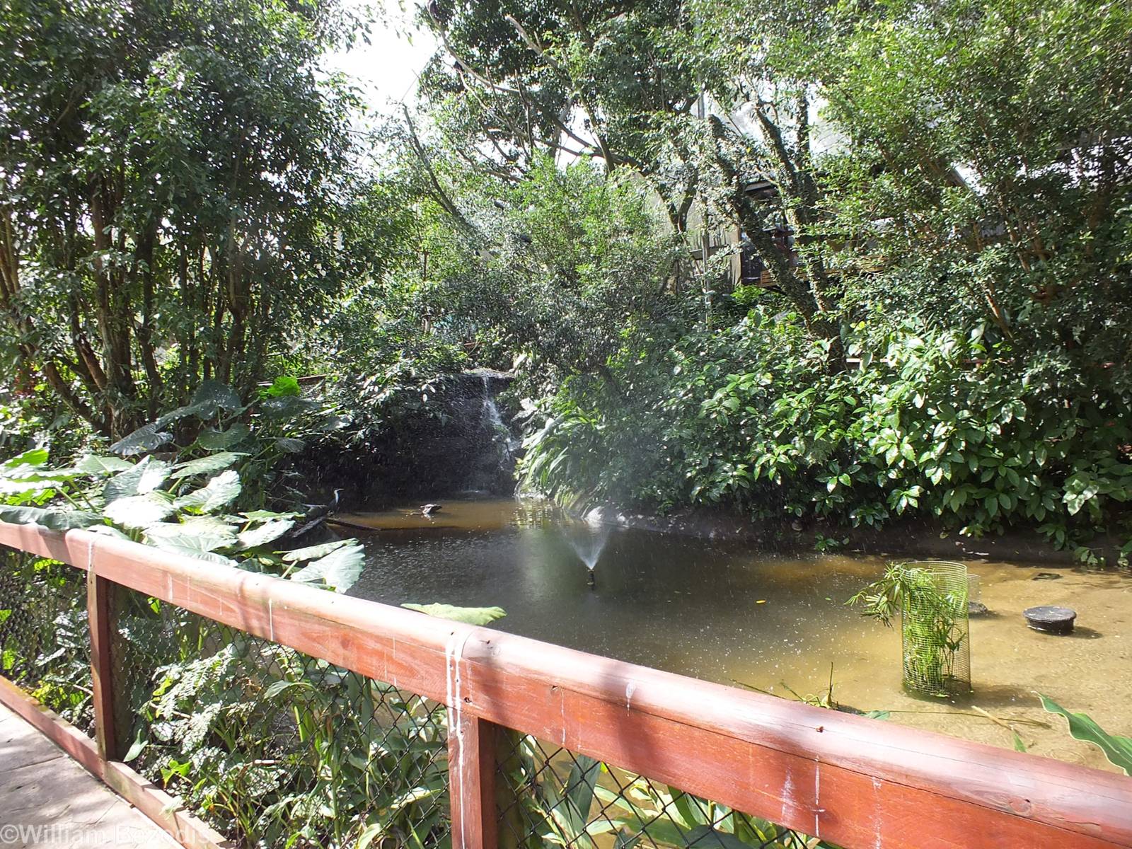 Part of Lower Area of Aviary