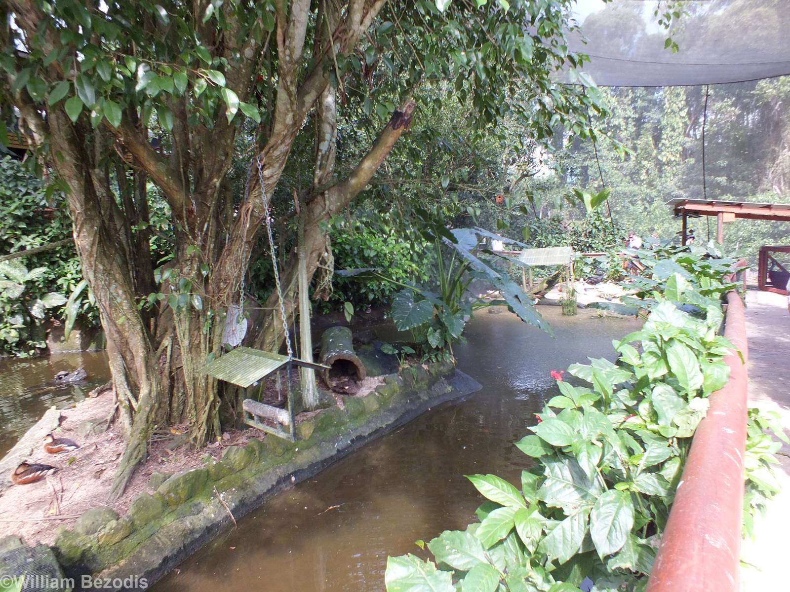 Part of Lower Area of Aviary