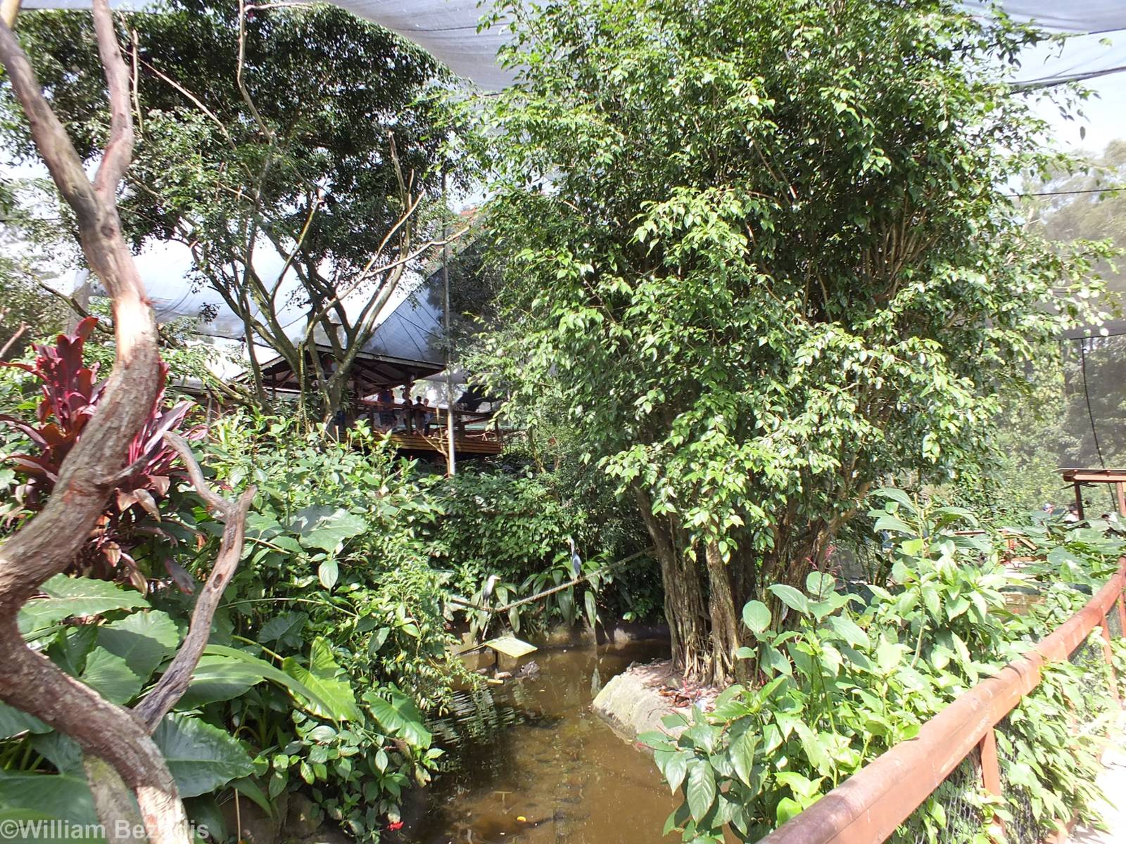 Part of Lower Area of Aviary