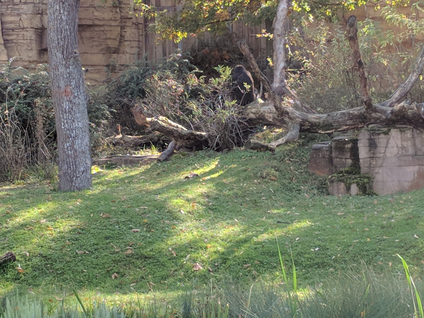 Part of lowland Gorilla Enclosure