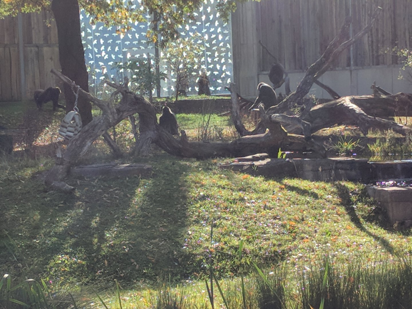 Part of lowland Gorilla Enclosure