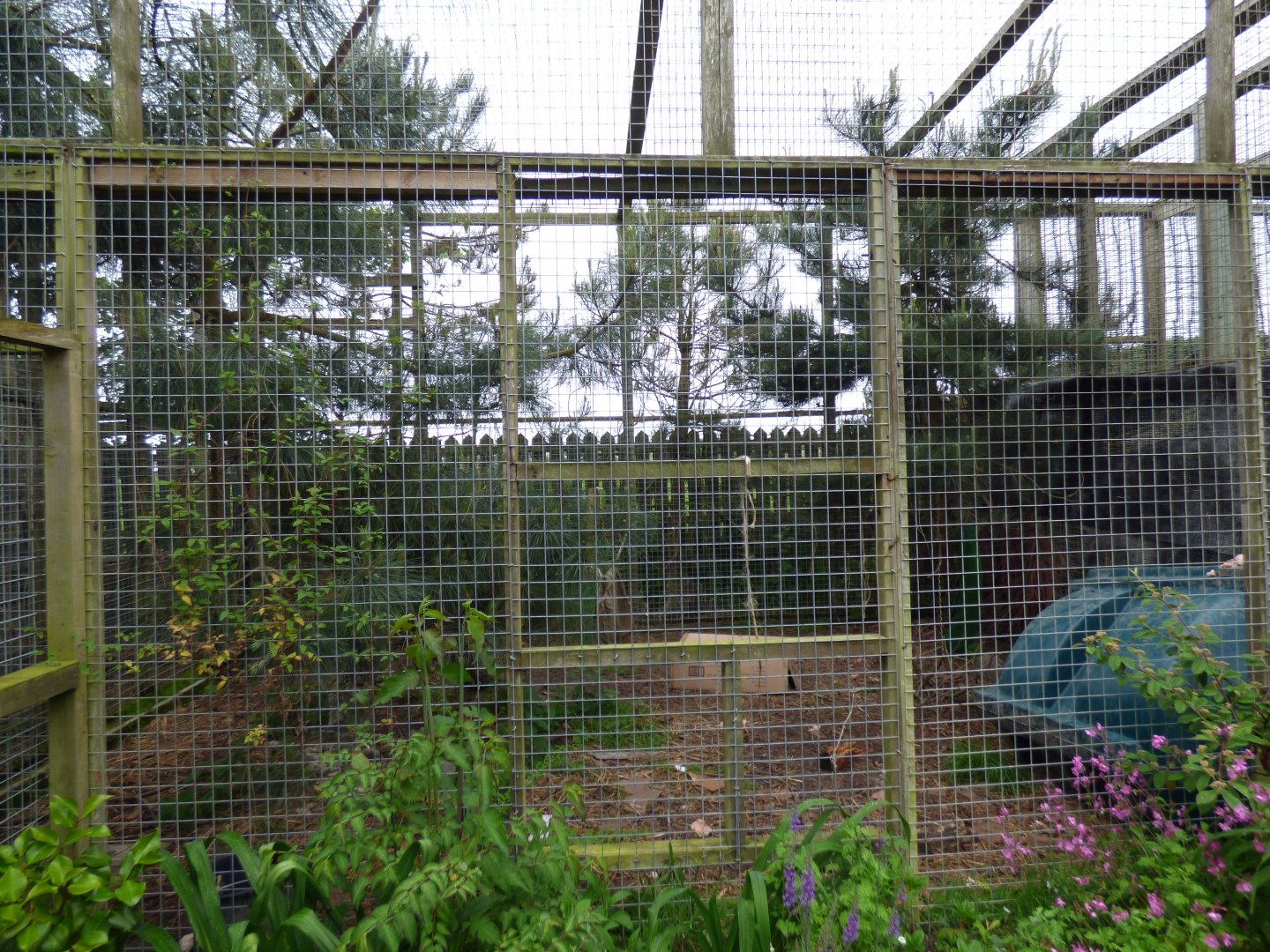 Part of Lynx Enclosure (Former Ocelot)