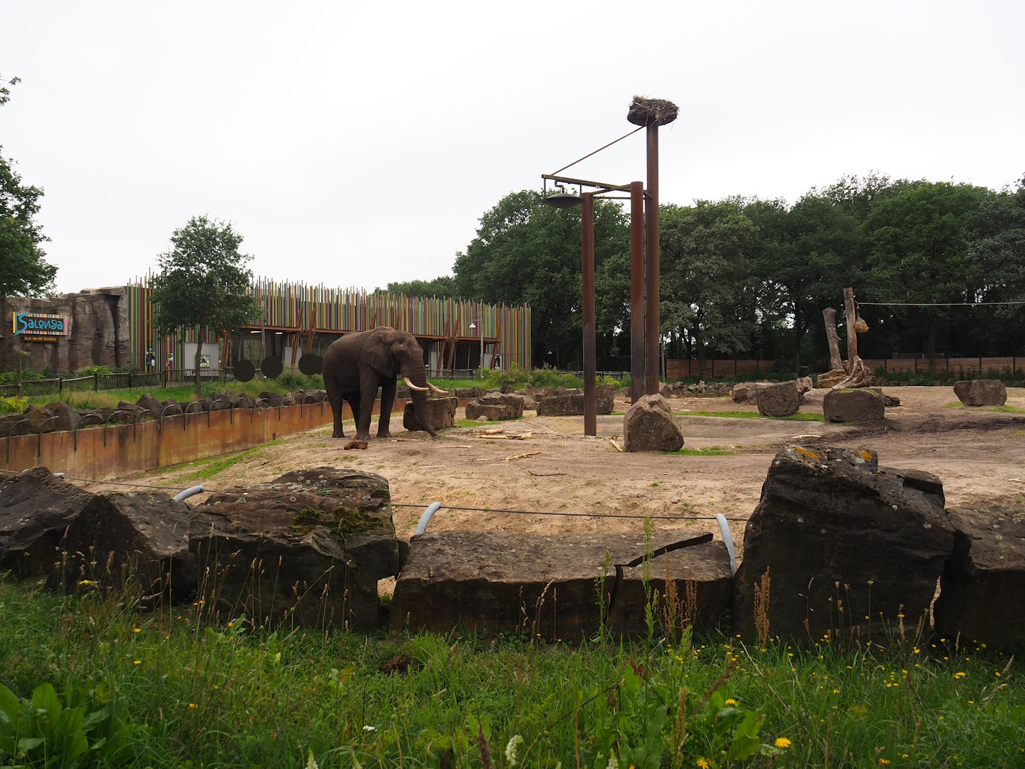 Part of main African bush elephant paddock and Bonobo house, 2023-08-17
