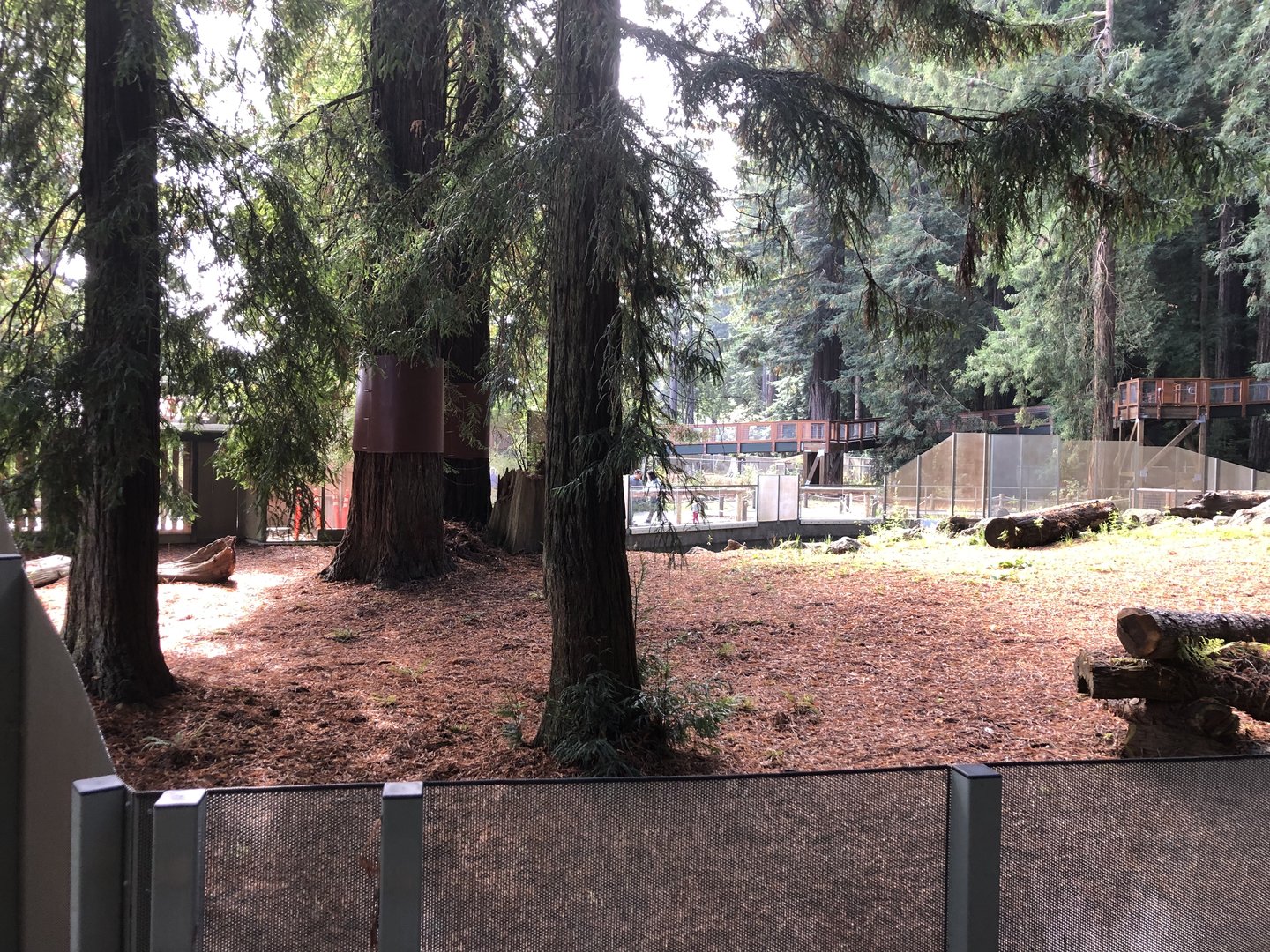 Part of main black bear exhibit (Opened summer 2023)