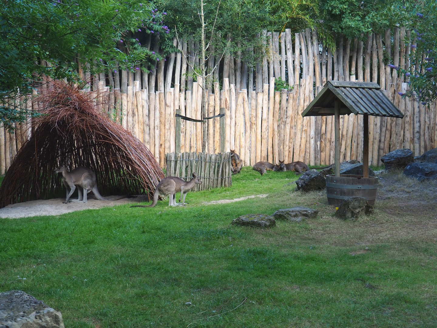 Part of main emu, kangaroo and wallaby paddock with wicker shelter and waterpit-themed feeder, 2022-07-16